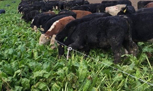 Cows grazing in a field of fodder beet